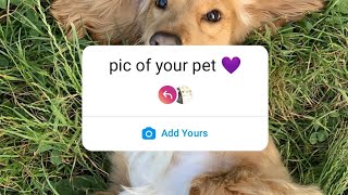 instagram template saying "post a pic of your pet"